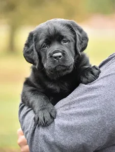 Overlook Labradors Puppies