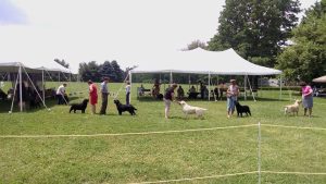 Greater Pittsburgh Labrador Retriever Club (GPLRC) Specialty Show