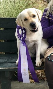 Mid-Michigan Labrador Retriever Club (MMLRC)