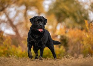 WatersEdge Labradors