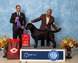 GCH CH Brighton Duck River Windy Hill Vinni