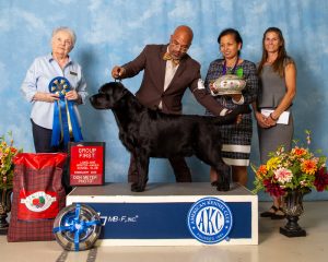GCH CH Brighton Duck River Windy Hill Vinni