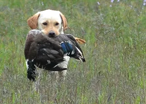 Labrador Retriever Club of the Piedmont (LRCP) Hunt Tests