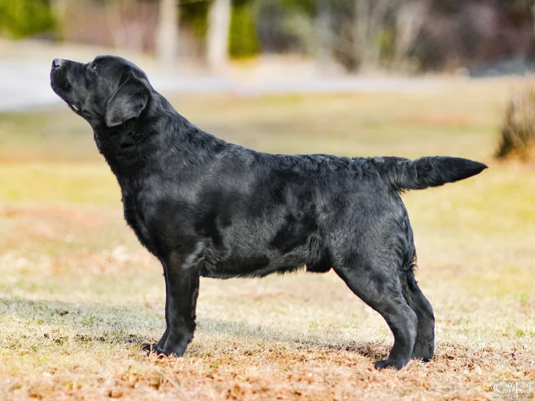 GCHB CH Overlook’s Oliver "Oliver"