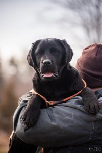 GCHB CH Overlook’s Oliver "Oliver" Labrador Retriever