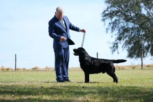GCH CH Overlook’s Oscar "Oscar" Florida Rusty Howard