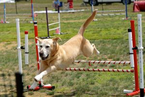 Labrador Retriever Club of Greater Boston (LRCGB) Agility