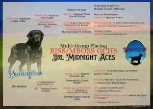 GCHS CH Jrl Midnight Aces
