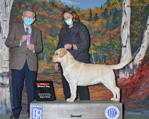 BISS GCH CH Skyfire’s Monster Stephanie Harris Skyfire Labradors