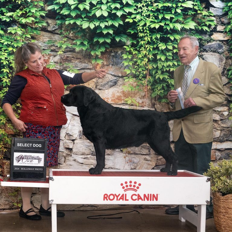 Rosslyn Labradors Rosslyn Labradors