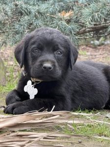 Rosslyn Labradors Dixon, CA