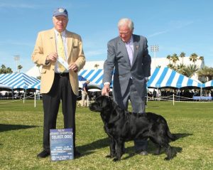 Rosslyn Labradors Dixon