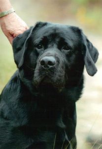 Grampian Labradors