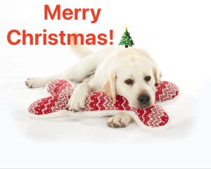 Grampian Labradors Christmas