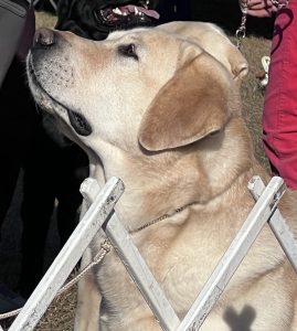 Grampian Labradors