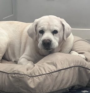Grampian Labradors