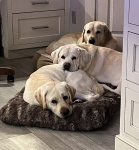 Grampian Labradors