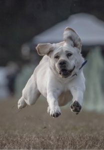 Grampian Labradors