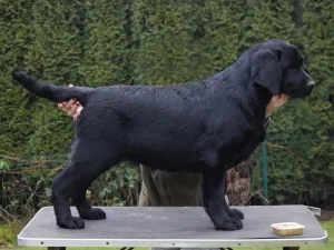 Pol. CH, Int. CH, Unbelievable Bella Mare "Billy"