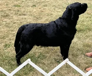 Pol. CH, Int. CH, Unbelievable Bella Mare "Billy"