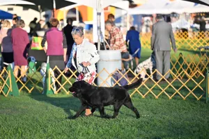 Pol. CH, Int. CH, Unbelievable Bella Mare "Billy"