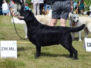 Pol. CH, Int. CH, Unbelievable Bella Mare "Billy"