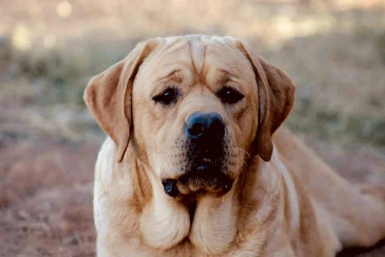 Hylakes A Shade Brighter At Bella Mare "Hyfive"