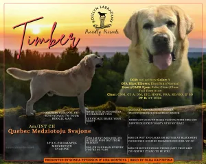 Am/INT CH Quebec Medziotoju Svajone "Timber"