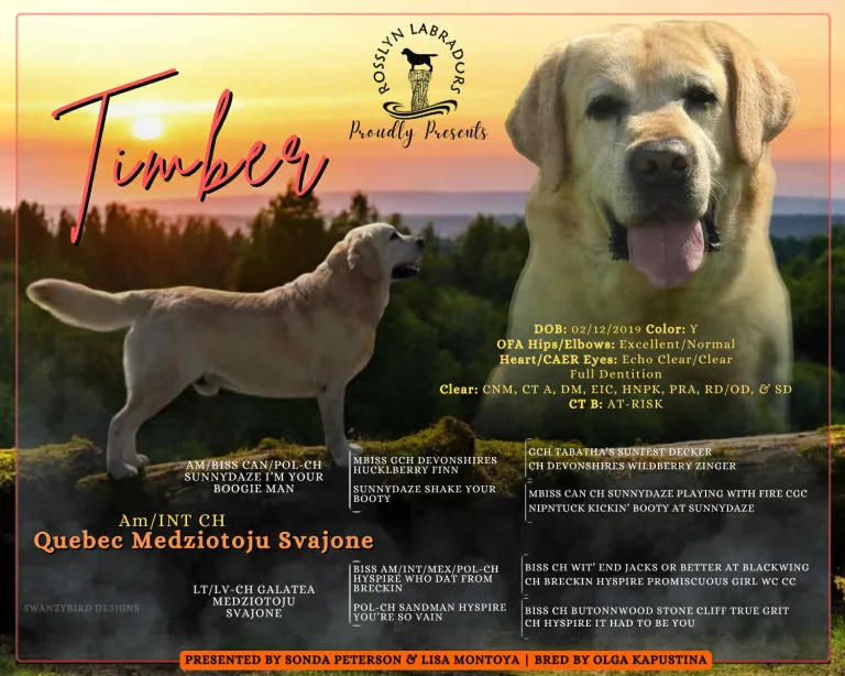 Am/INT CH Quebec Medziotoju Svajone "Timber"