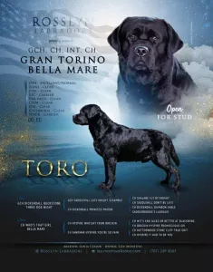 GCH, CH, Int. CH Gran Torino Bella Mare "Toro"