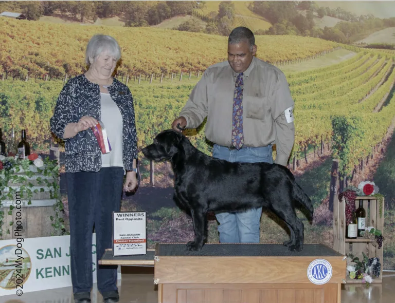 Northern Oaks Smooth Criminal at Rosslyn "Eddie"