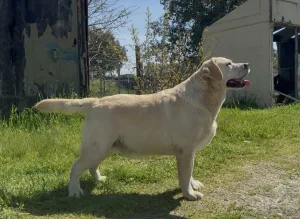Tall Asmar Herbu Zadora "Blake"