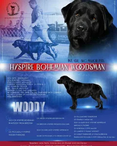 HySpire Bohemian Woodsman "Woody"