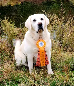 2013616128673901001 259x300