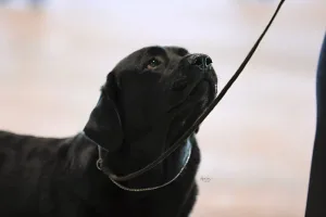 GCH Rana’s Odin of Asgard “Odin”