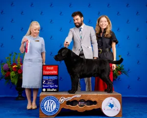 GCH Rana’s Odin of Asgard “Odin”