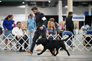 GCH Rana’s Odin of Asgard “Odin”