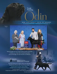 GCH Rana’s Odin of Asgard “Odin”