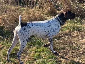 Maryland Sporting Dog Association (MSDS)