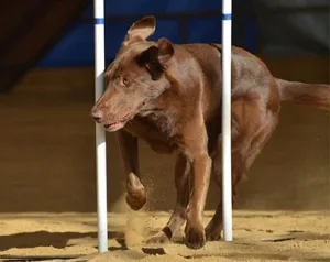 Labrador Retriever Club, Inc. (LRC)