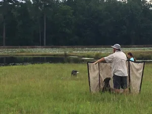 Sandhills Hunt Test SC Sandhills Hunt Test SC