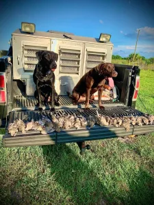 Treasure Coast Retriever Club (TCRC)