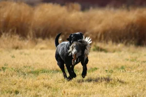 Las Vegas Hunting Retriever Club (LVHRC)