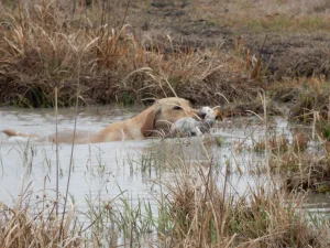 Port Arthur Spring 2026 Hunt Tests
