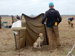 Port Arthur Retriever JH