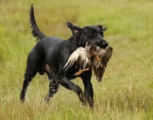 Tallahassee Hunting Retriever Club (THRC)