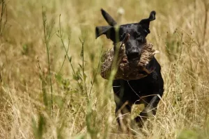 Tallahassee Hunting Retriever Club (THRC)