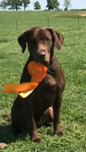 Arkansas AKC Hunt Test Ozarks Arkansas AKC Hunt Test Ozarks
