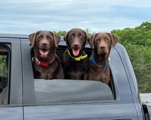 Yates Family Labradors Yates Family Labradors