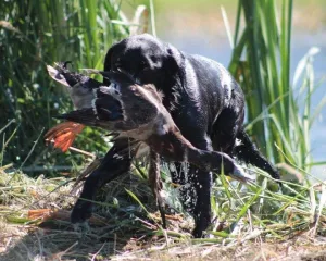 Sand and Sage Hunting Retriever Club (SSHRC)